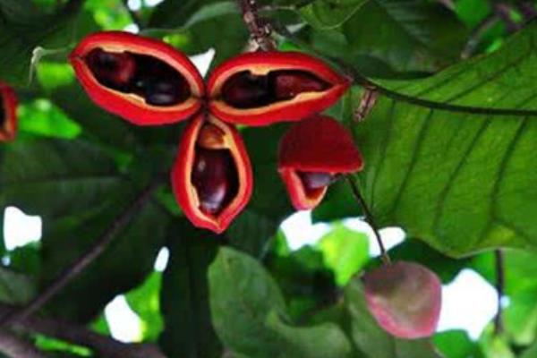 蘋婆果市場價格多少錢一斤 蘋婆果的營養價值