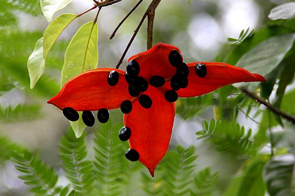 蘋婆果市場價格多少錢一斤 蘋婆果的營養價值