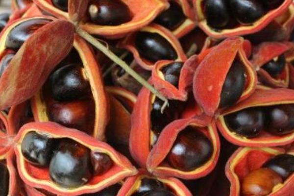 蘋婆果市場價格多少錢一斤 蘋婆果的營養價值