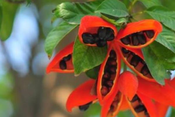 蘋婆果市場價格多少錢一斤 蘋婆果的營養價值