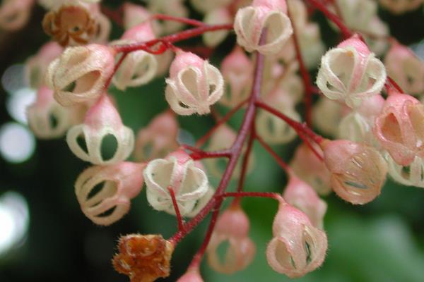 蘋婆和假蘋婆的區別是什么  蘋婆的功效和作用