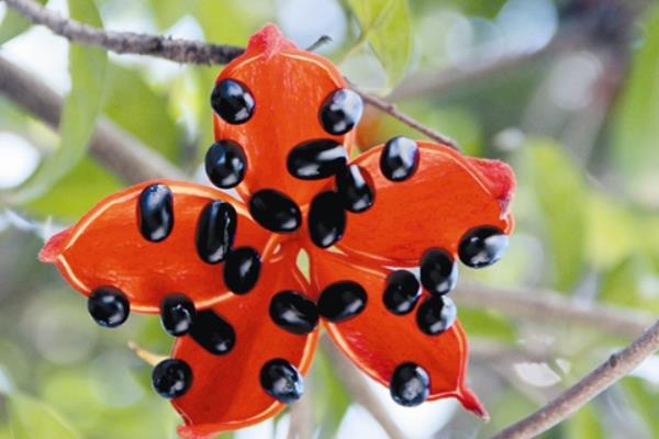 蘋婆和假蘋婆的區別是什么 蘋婆的功效和作用