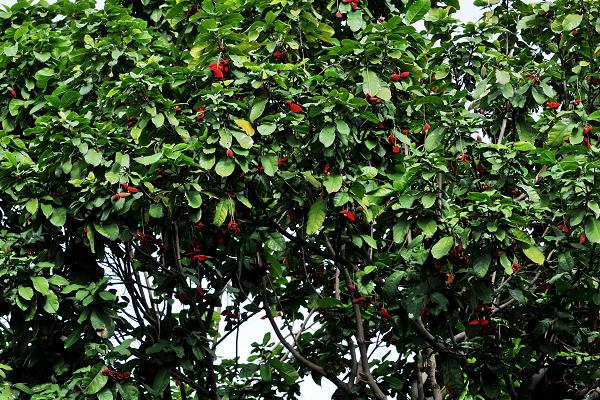 蘋婆和假蘋婆的區別是什么 蘋婆的功效和作用