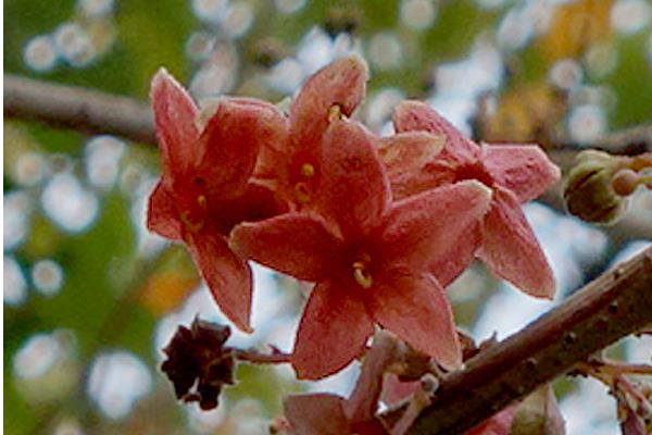 蘋婆和假蘋婆的區別是什么 蘋婆的功效和作用