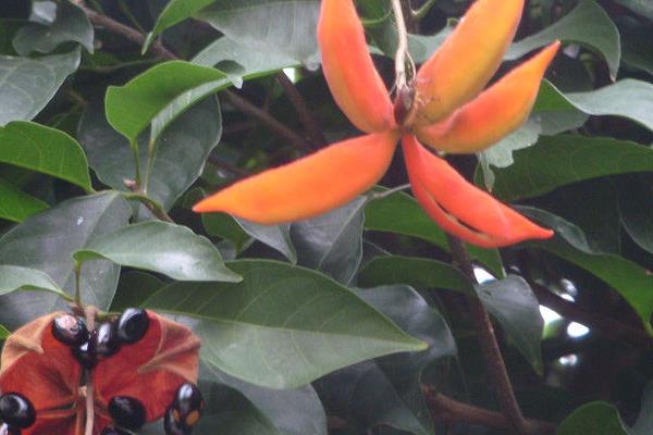 蘋婆和假蘋婆的區別是什么 蘋婆的功效和作用