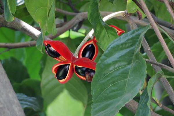 蘋婆和假蘋婆的區別是什么 蘋婆的功效和作用