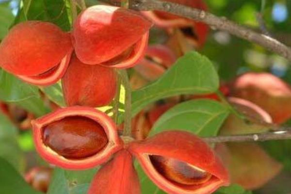 蘋婆和假蘋婆的區別是什么 蘋婆的功效和作用