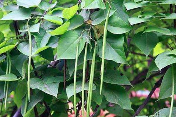 楸樹和梓樹的區(qū)別是什么 楸樹怎么養(yǎng)