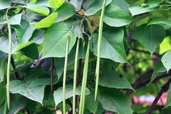 楸樹怎么種 楸樹種植方法與注意事項