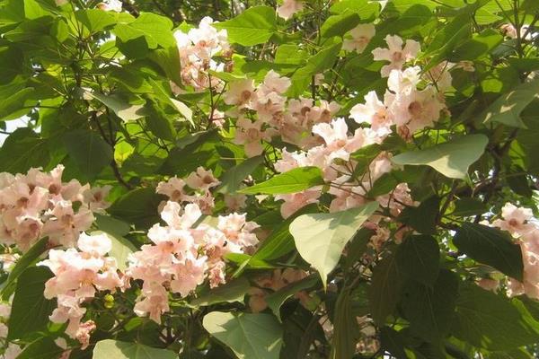 楸樹怎么種 楸樹種植方法與注意事項