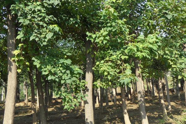 楸樹怎么種 楸樹種植方法與注意事項