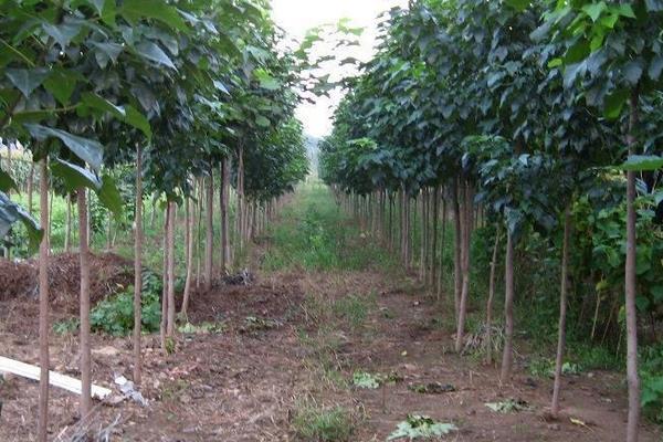 楸樹怎么種 楸樹種植方法與注意事項