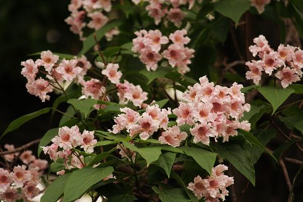 楸樹怎么種 楸樹種植方法與注意事項