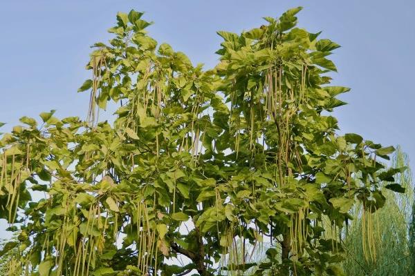 楸樹怎么種 楸樹種植方法與注意事項