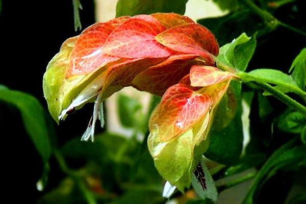 蝦衣花有毒嗎 蝦衣花怎么扦插繁殖