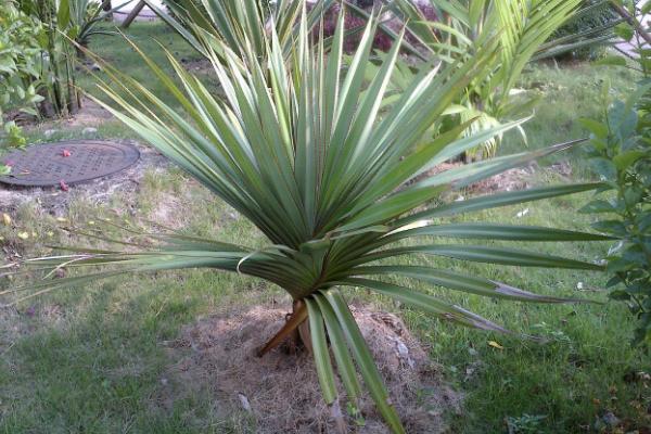 絲蘭圖片大全 絲蘭什么時候開花 絲蘭市場價格