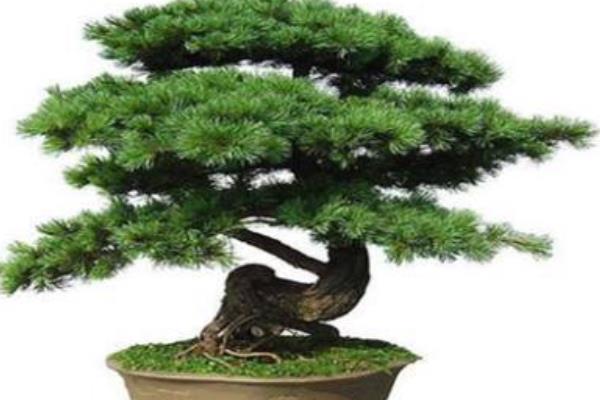 蓬萊松圖片大全 蓬萊松花語及寓意