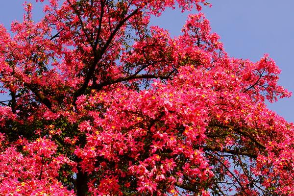 美麗異木棉和大腹木棉的區別是什么 美麗異木棉的作用