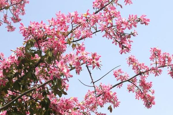 美麗異木棉和大腹木棉的區別是什么 美麗異木棉的作用