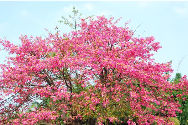 美麗異木棉和大腹木棉的區別是什么 美麗異木棉的作用