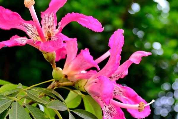 美麗異木棉和大腹木棉的區別是什么 美麗異木棉的作用