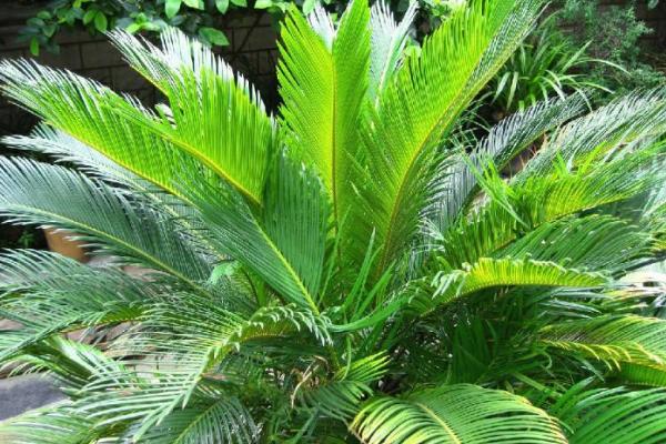 蘇鐵樹種子市場價格多少錢一斤 蘇鐵樹種子怎么種