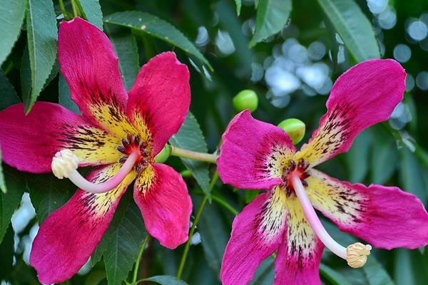 美麗異木棉和大腹木棉的區別是什么 美麗異木棉的作用