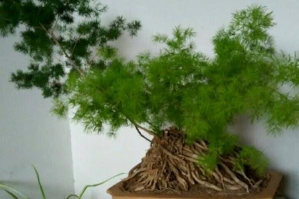 蓬萊松怎么養 蓬萊松養殖方法與注意事項