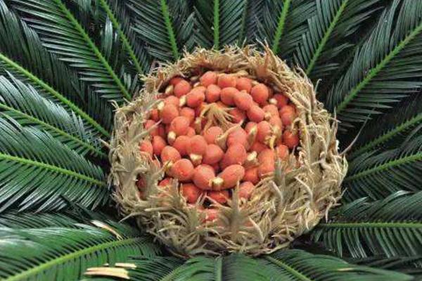 蘇鐵樹種子市場價格多少錢一斤 蘇鐵樹種子怎么種