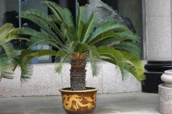 蘇鐵樹種子市場價格多少錢一斤 蘇鐵樹種子怎么種