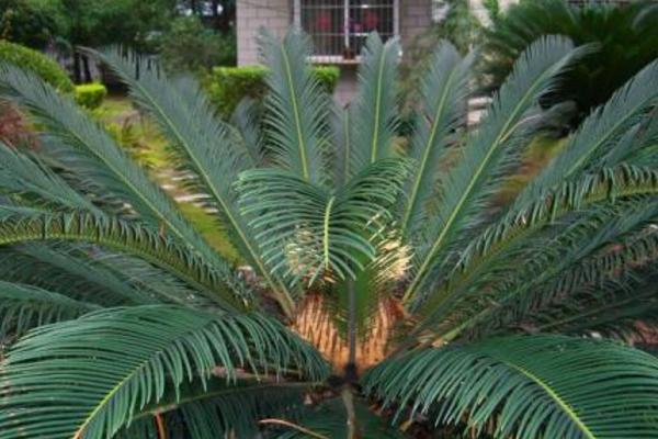 蘇鐵樹種子市場價格多少錢一斤 蘇鐵樹種子怎么種