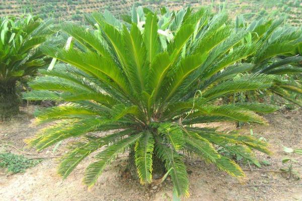 蘇鐵樹種子市場價格多少錢一斤 蘇鐵樹種子怎么種