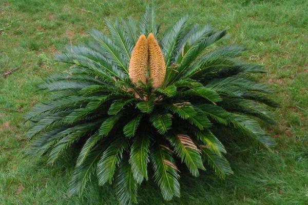 蘇鐵樹種子市場價格多少錢一斤 蘇鐵樹種子怎么種