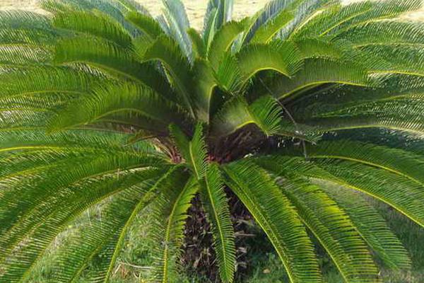 蘇鐵樹葉子發黃怎么辦 蘇鐵樹怎么澆水施肥