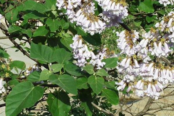 泡桐和梧桐的區(qū)別是什么 泡桐的區(qū)別