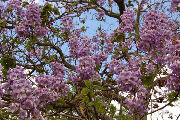 泡桐和梧桐的區(qū)別是什么 泡桐的區(qū)別