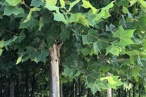 泡桐和梧桐的區(qū)別是什么 泡桐的區(qū)別