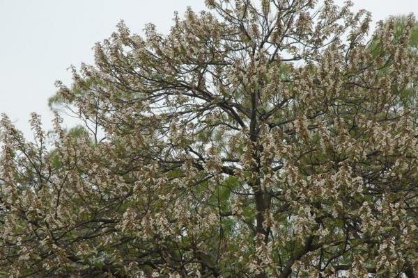 泡桐和梧桐的區(qū)別是什么 泡桐的區(qū)別