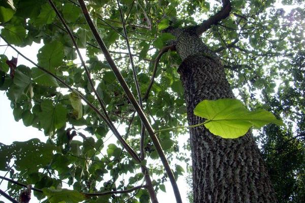 泡桐和梧桐的區(qū)別是什么 泡桐的區(qū)別