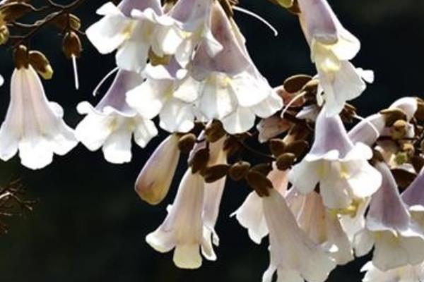 泡桐和梧桐的區(qū)別是什么 泡桐的區(qū)別