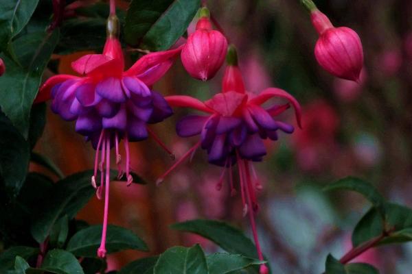 寶蓮燈花圖片大全 寶蓮燈花語及寓意