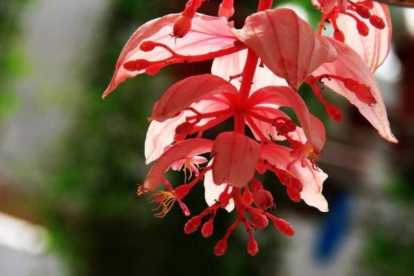 寶蓮燈花圖片大全 寶蓮燈花語及寓意