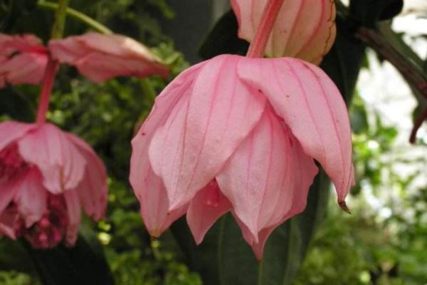 寶蓮燈花圖片大全 寶蓮燈花語及寓意