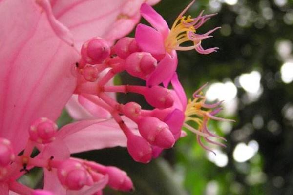 寶蓮燈花圖片大全 寶蓮燈花語及寓意