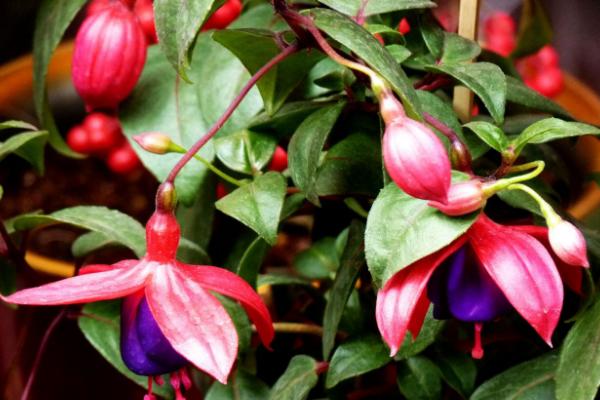 寶蓮燈花圖片大全 寶蓮燈花語及寓意