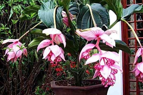 寶蓮燈花圖片大全 寶蓮燈花語及寓意