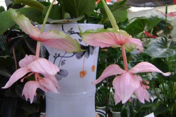 寶蓮燈花圖片大全 寶蓮燈花語及寓意