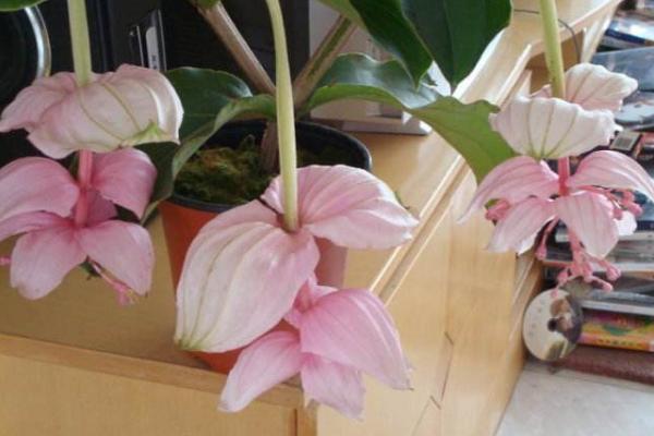 寶蓮燈花圖片大全 寶蓮燈花語及寓意