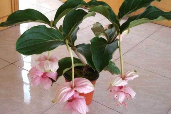 寶蓮燈花圖片大全 寶蓮燈花語及寓意