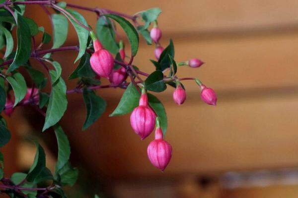 寶蓮燈花圖片大全 寶蓮燈花語及寓意